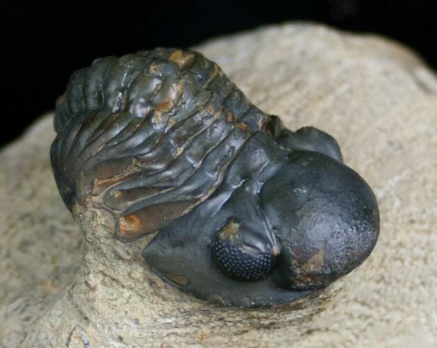 Bargain Reedops Trilobite - Inches #7141